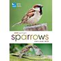 RSPB Spotlight - Sparrows