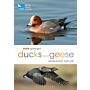RSPB Spotlight - Ducks and Geese