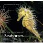 In the Company of Seahorses