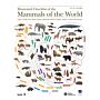 Illustrated Checklist of the Mammals of the World (2 Volume Set)