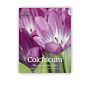 Colchicum - The Complete Guide