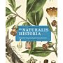 Vergeten toepassingen van planten - De historia naturalis 