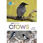 RSPB Spotlight - Crows