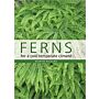 Ferns for a Cool Temperate Climate