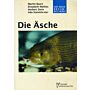Die Äsche (Thymallus thymallus)