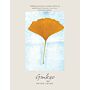 Ginkgo - The Tree That Time Forgot (paperback)