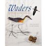 Waders of Southern Africa