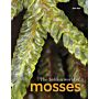 The Hidden World of Mosses