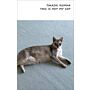 Takashi Homma – This Is Not My Cat