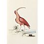 Notebook Collection of Various Birds