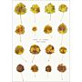 Anne Geene - Book of Plants (PBK)