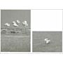 Ornithology (Second expanded edition)