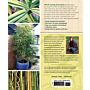 Practical Bamboos_ The 50 best plants for screens, containers & more