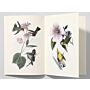 Notebook Birds of America