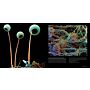 Science is Beautiful: Botanical Life under the Microscope