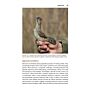 The Wryneck