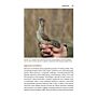 The Wryneck