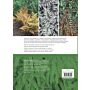 Ferns for a Cool Temperate Climate