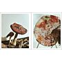 Fruiting Bodies