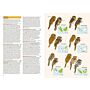 Birds of the Indonesian Archipelago Greater Sundas and Wallacea (PBK)