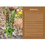 Orchids of Europe, North Africa and the Middle East
