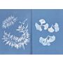 Notebook Sea Algae Cyanotype