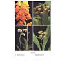 Orchids of Madagascar (Second Edition)