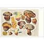 Pilzwerk - Die fantastischen Farben, Formen und Fungi von Hans Walty 