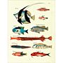 Fishes, crayfishes, and crabs - Louis Renard's Natural History of the Rarest Curiosities of the Seas of the Indies (set 2 Vol,)