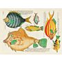 Fishes, crayfishes, and crabs - Louis Renard's Natural History of the Rarest Curiosities of the Seas of the Indies (set 2 Vol,)