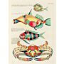 Fishes, crayfishes, and crabs - Louis Renard's Natural History of the Rarest Curiosities of the Seas of the Indies (set 2 Vol,)
