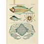 Fishes, crayfishes, and crabs - Louis Renard's Natural History of the Rarest Curiosities of the Seas of the Indies (set 2 Vol,)