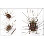 Tensoku - Insect Preparation