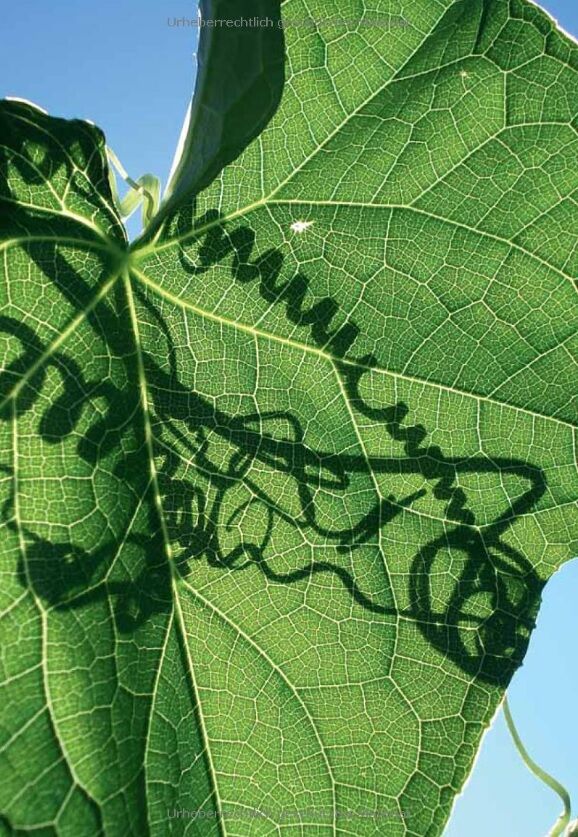 Architectura & Natura Gärtnern im Klimawandel 100 robuste Pflanzen