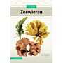Veldgids Zeewieren -Meer dan 145 soorten – uitgebreide beschrijvingen - veldkenmerken